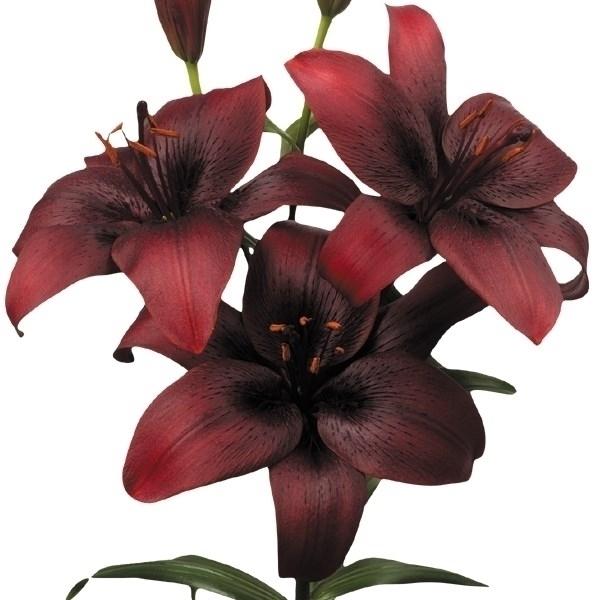 球根 ユリの人気商品 通販 価格比較 価格 Com