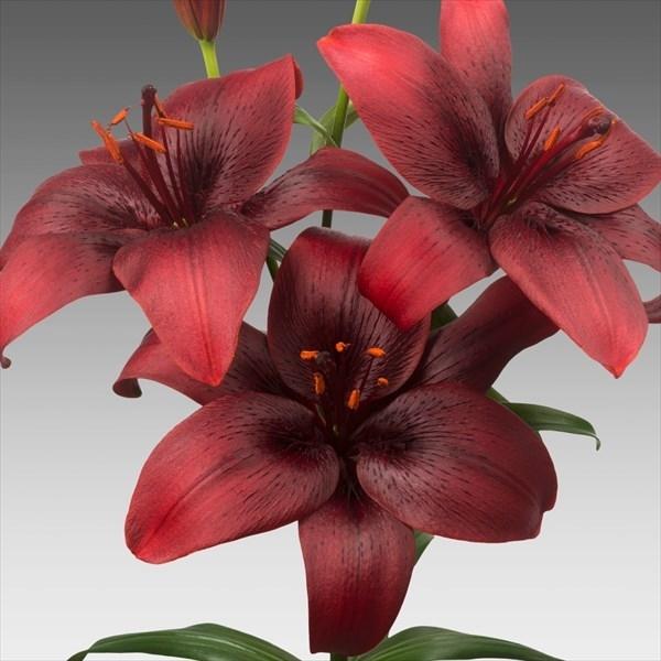 ユリ 球根の人気商品 通販 価格比較 価格 Com