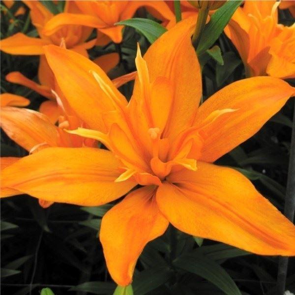 すかしユリ 球根 スクービードゥー 100球 Kisumupoly Ac Ke