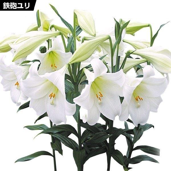 鉄砲ユリ 球根 ホワイトヘブン 30球 Www Feate Org