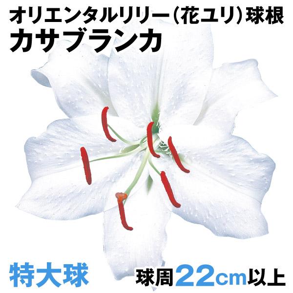 カサブランカ 花の人気商品 通販 価格比較 価格 Com