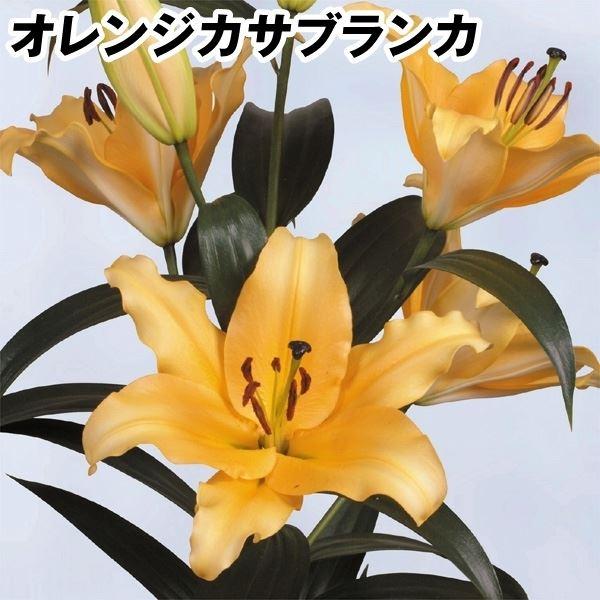 花ユリ 球根 特大球オレンジカサブランカ コルコバード 18球 Www Psiunoiva Com