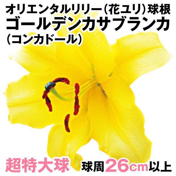 花ユリ 球根 超特大球 ゴールデンカサブランカ コンカドール 球 19n P1 0640 花と緑 国華園 通販 Yahoo ショッピング