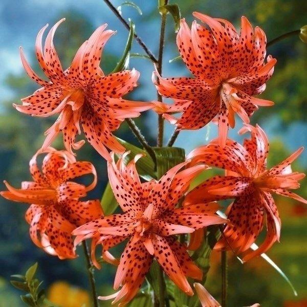 原種ユリ 球根 八重咲オニユリ 30球 19n P1 0684 花と緑 国華園 通販 Yahoo ショッピング