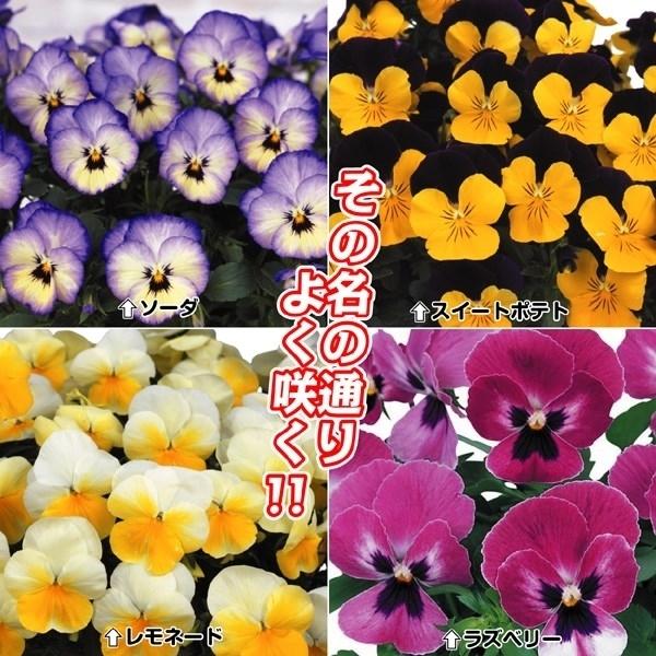 花苗 花の苗 はななえ １年草 一年草 寄せ植え 冬花壇 ギガランキングｊｐ