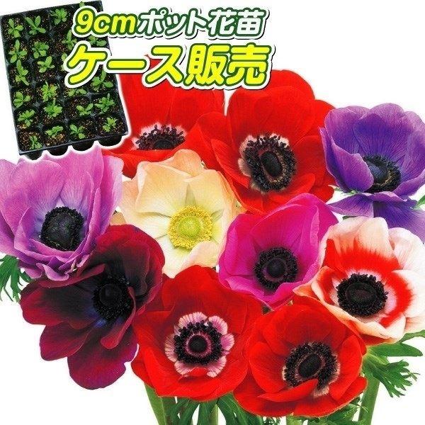 アネモネ 苗の人気商品 通販 価格比較 価格 Com