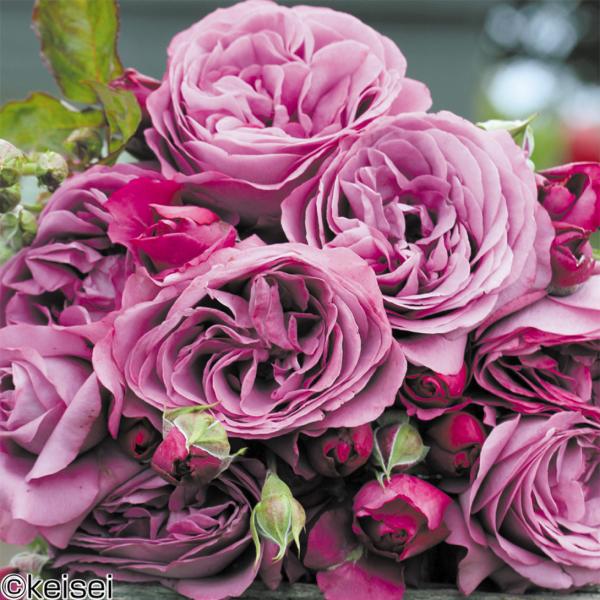 苗 バラ苗 紫の人気商品 通販 価格比較 価格 Com