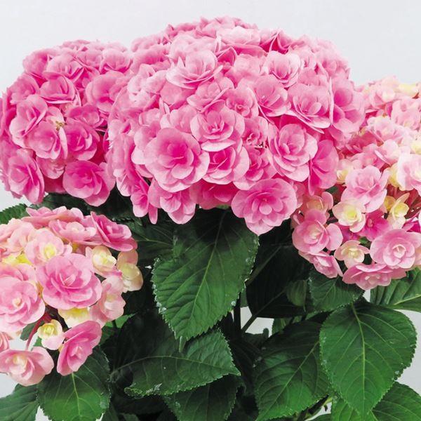 苗 紫陽花の人気商品 通販 価格比較 価格 Com