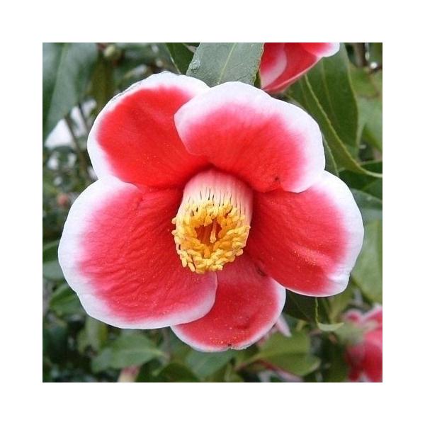 ●商品情報：本種ほど濃紅地に白覆輪の対比が鮮麗なものは無い。一重、中輪●お届け状態：挿木12cmポット苗●分類：常緑樹●日照条件：日なた(幼木時は半日陰で管理)●栽培適地：庭・鉢・切花