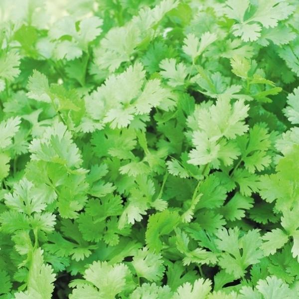 パクチー ハーブ 種の人気商品 通販 価格比較 価格 Com