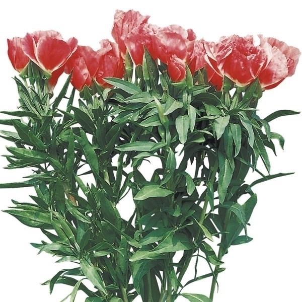 種 花たね ゴデチャ サーモンピンク 1袋 30mg 19n P7 0017 花と緑 国華園 通販 Yahoo ショッピング