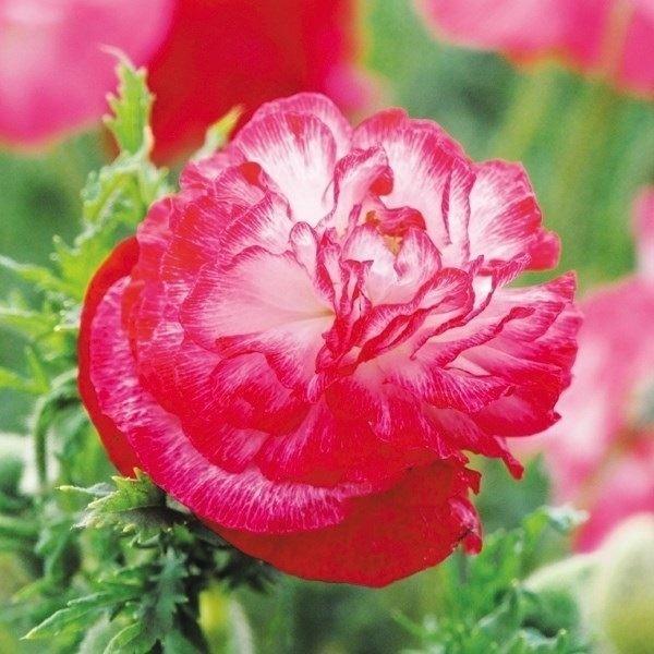 適切な価格 ポピーミックス 200粒 くらい 花の種 植物 適切な価格 ポピーミックス 200粒 くらい 花の種 植物