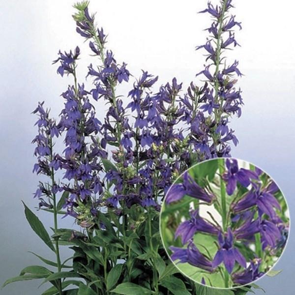 種 花たね 宿根ロベリア F1ファン ブルー 1袋 15粒 19n P7 0062 花と緑 国華園 通販 Yahoo ショッピング