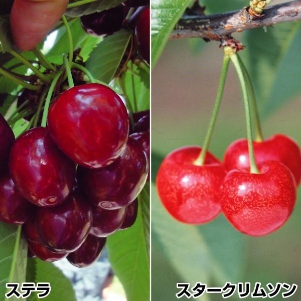 さくらんぼ 苗木 アメリカンチェリーセット 2種2株 サクランボ 桜桃 チェリー 苗 サクランボの木 果樹苗 国華園 19n P8 0003 花と緑 国華園 通販 Yahoo ショッピング