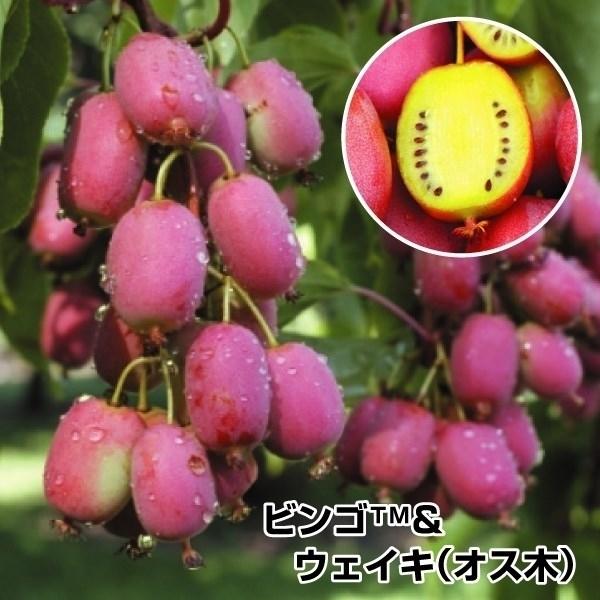 ミニキウイ 苗木 ビンゴ ウェイキ オス木 2種2株 きうい ベビーキウイ 苗 キウイの木 キューイ キウイ苗木 果樹苗 国華園 19n P8 0018 花と緑 国華園 通販 Yahoo ショッピング