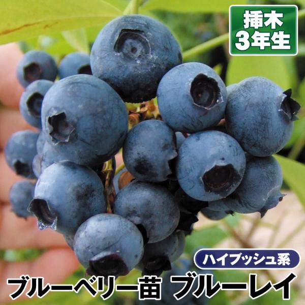 ブルーベリー 苗木 苗 ブルーレイ 挿木3年生苗 1株 ハイブッシュ系 ブルーベリーの木 果樹苗 国華園 19n P9 0001 花と緑 国華園 通販 Yahoo ショッピング