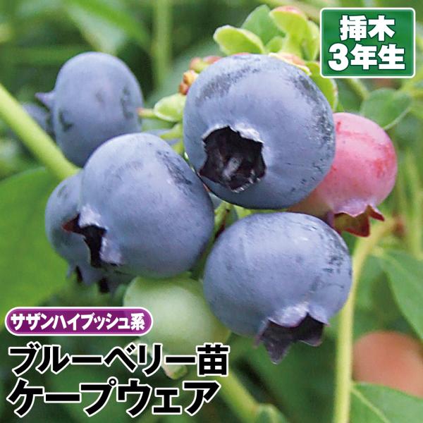 苗 栽培 ブルーベリー 植木 盆栽の人気商品 通販 価格比較 価格 Com