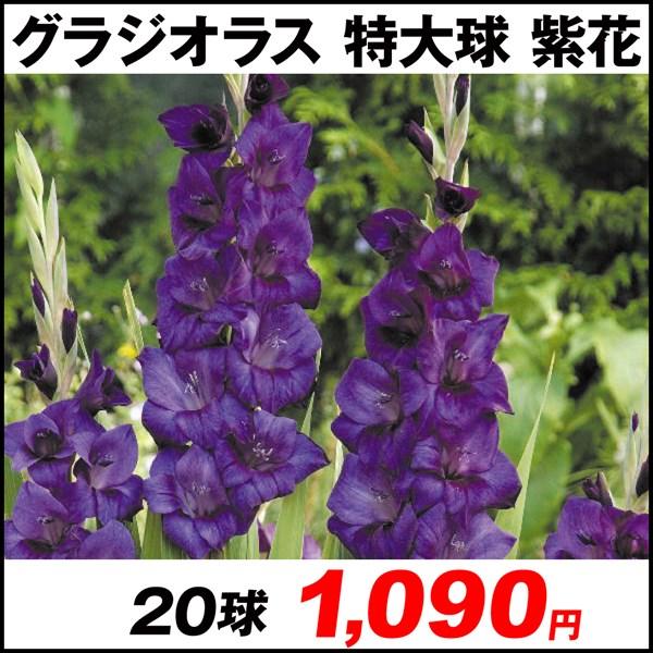 グラジオラス 球根 特大球 紫花 球 春植え球根 グラジオラスの球根 紫 紫色 パープル 国華園 P1 0003 花と緑 国華園 通販 Yahoo ショッピング