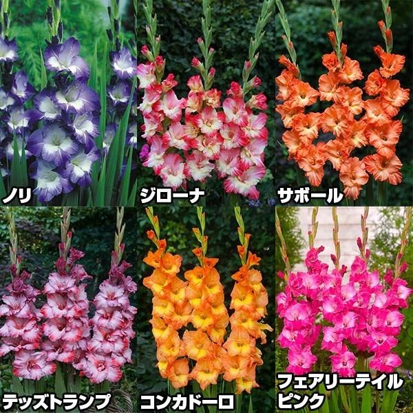 春植え球根 グラジオラス グラジオラスbセット ギガランキングｊｐ
