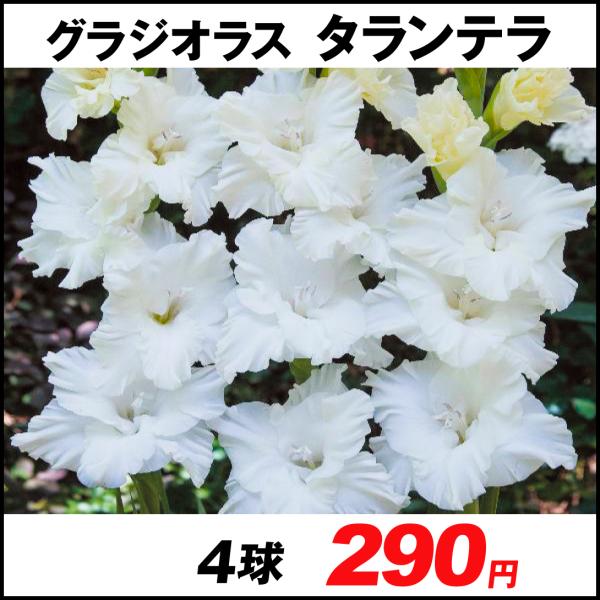 春植え球根 ラッフルグラジオラス コンカヴェルデ 4球 国華園 P1 0028 花と緑 国華園 通販 Yahoo ショッピング