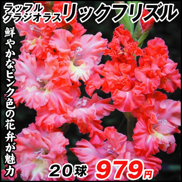 春植え球根 ラッフルグラジオラス リックズフリズル 球 国華園 P1 0035 花と緑 国華園 通販 Yahoo ショッピング