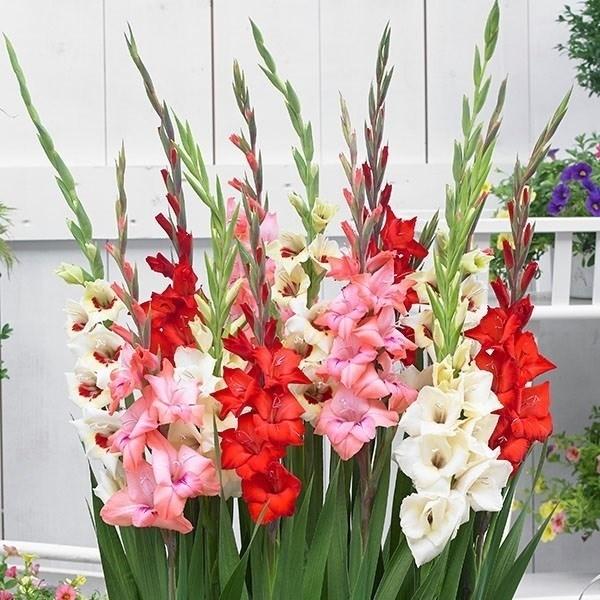 春植え球根 バンビーノグラジオラス バンビーノ福袋 105球 3 4品種見計らい 名称付き 国華園 P1 0038 花と緑 国華園 通販 Yahoo ショッピング