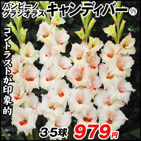 春植え球根 バンビーノグラジオラス キャンディバー外 35球 国華園 P1 0042 花と緑 国華園 通販 Yahoo ショッピング