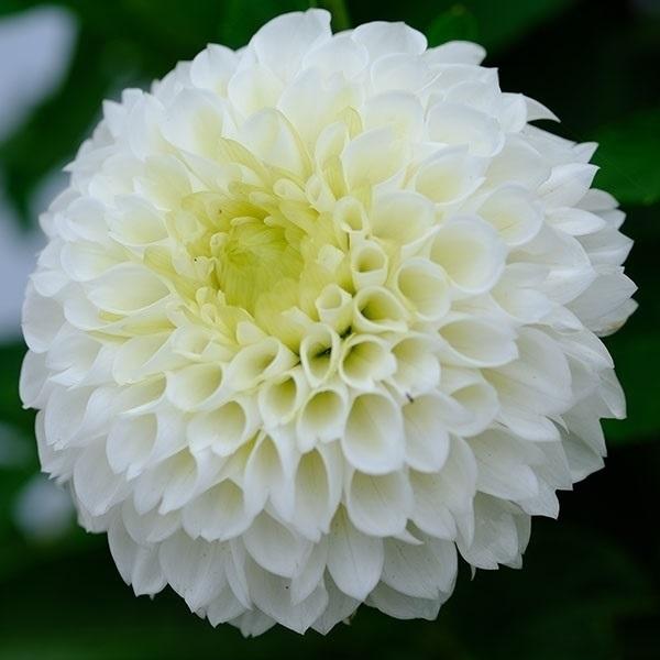 ポンポン ダリア 花 農業資材 ガーデニング用品の人気商品 通販 価格比較 価格 Com
