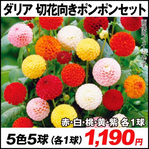花と緑 国華園 ダリア 球根 Yahoo ショッピング