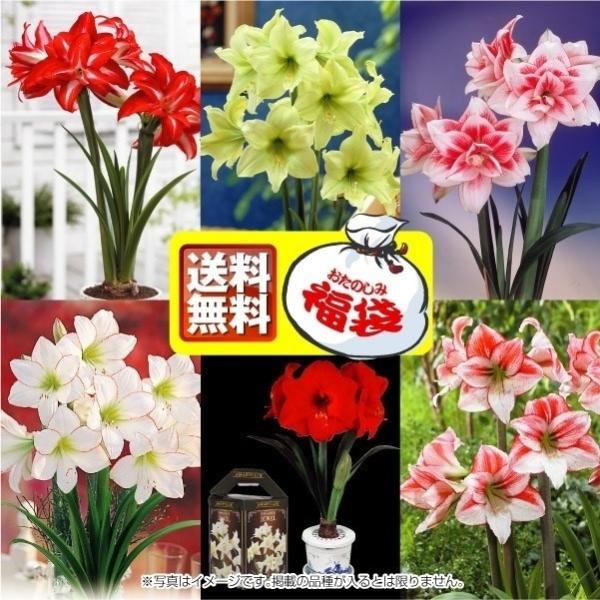 ●学名・英名：Hippeastrum●商品情報：2月から5月に咲くように開花促進処理をしたポット植えアマリリスの球根。お買得な福袋企画です。オリジナルポットに球根を植え付けた状態でお届けします。ギフトボックス入りなので、贈り物にも!!●お届...