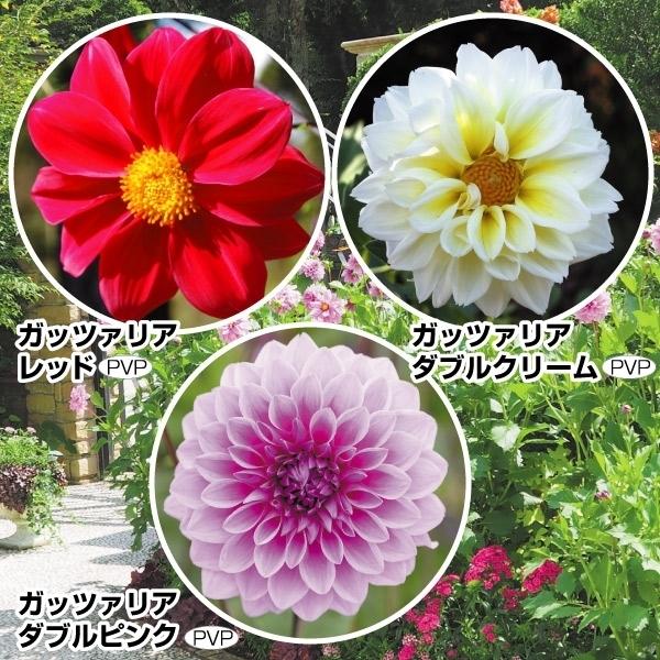 花苗 皇帝ダリア ガッツァリアセット 3種3株 国華園 P2 0033 花と緑 国華園 通販 Yahoo ショッピング