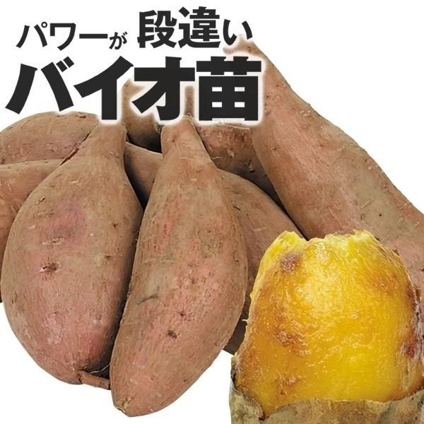 ●商品情報徹底した品質管理で作られたウイルスフリー苗。収穫までが通常よりも早く、さつまいもの色・ツヤ・揃い・貯蔵性もより向上!●お届け状態 ：イモヅル●備考：遺伝子組み換えではありません