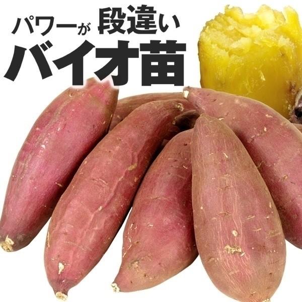 ●商品情報バイオ苗イモヅル徹底した品質管理の元で作られたウィルスフリー苗です。 植え付けから収穫まで、通常なら120日ほどかかりますが、「バイオ苗」は約90日で収穫可能!　 イモの色・ツヤ・揃い・貯蔵性もより向上した、スーパーエリート苗です...