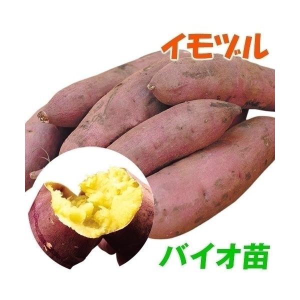 ●商品情報「安納芋」と肩を並べるほどの注目品種。甘味が強くて風味良く、ふかしいもにするとすっごく甘い！！貯蔵性にも優れ、2ヶ月以上貯蔵したさつまいもは、焼いてもふかしても絶品の美味しさです。近年、有名ブランドいもと称される「甘太くん」などは...