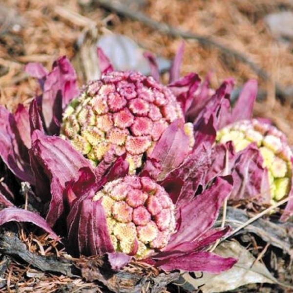 山菜苗 ベニバナフキノトウ 1株 家庭菜園 自給自足 国華園 P3 0096 花と緑 国華園 通販 Yahoo ショッピング