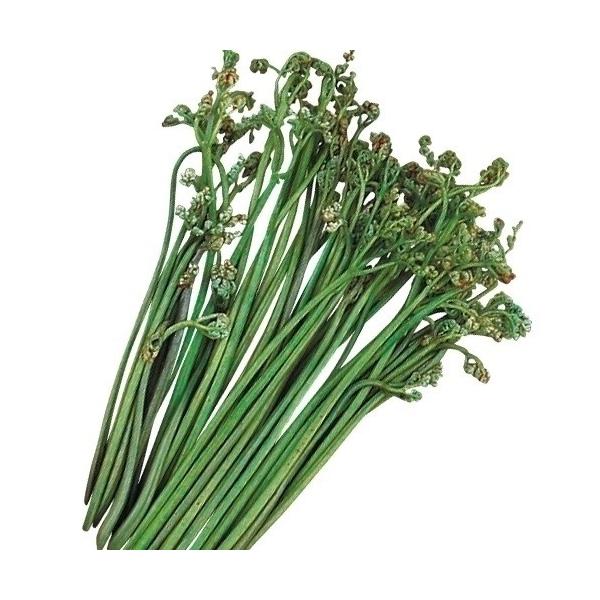 ●商品情報：山菜といえばコレ！という人も多い、山の味覚の代表格。アク抜きをしてからお浸し・炊き込みご飯・和え物・煮物などに。また、塩漬けや天日乾燥しておくと保存もききます。●お届け状態：素掘苗●種類：シダ類●収穫：4〜6月●日照：半日陰●耐...