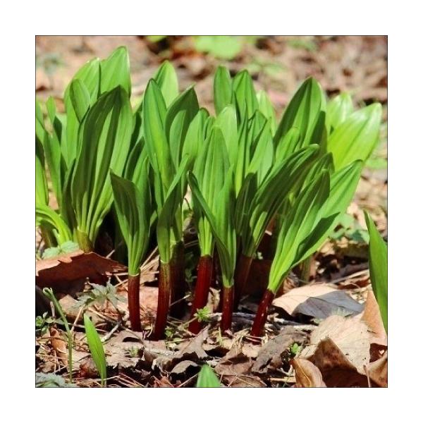 行者も食べたと言われる栄養豊富な山菜●商品情報：山深くで修業を行う行者たちが、荒業を行う体力を保つために食べたと言われる『行者ニンニク』。通常のにんにく以上に強い辛みと香りを持ち、風味抜群!!お浸しや和え物、醤油漬けから中華風炒め物、卵とじ...