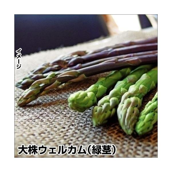 ●商品情報：上物率が高く、病気にも強い優秀品種。頭部の締りがよく、ふとくよく揃う茎は鮮やかな緑色！アスパラガスの苗。早ければ翌春に収穫できる大株でお届け。※環境によっては翌春収穫できない場合もあります。●お届け状態：素掘苗●分類：多年草●収...