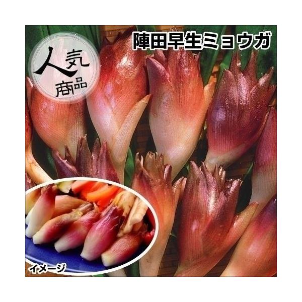 プランター栽培も可能。薬味や酢漬けに●商品情報：群馬県倉渕村で改良された傑作ミョウガ。●お届け状態：素掘苗●分類：多年草●日照：半日陰●耐寒性：強 / 寒冷地でも地植えOK●収穫期：7〜9月