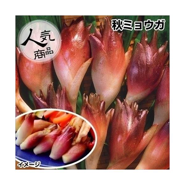 プランター栽培も可能!薬味や酢漬けに●商品情報：ピリッとした辛味と独特の香りが食欲をそそる香辛野菜。プランター栽培も可能。薬味や酢漬けに。秋ミョウガは9月頃から収穫が始まる晩生種。シャキシャキ優しい風味が美味しい秋ミョウガは、「ミョウガダケ...