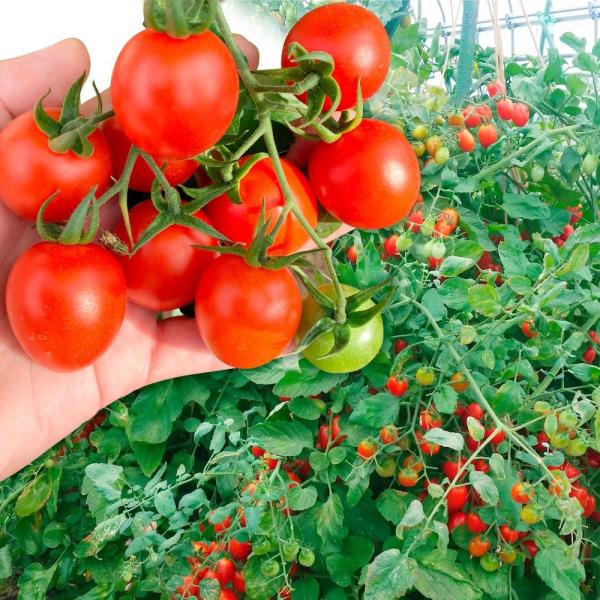 ●商品情報：面倒な摘芯・わき芽かき一切致しません。伸び放題のトマトジャングルのなかで、ジューシーで美味しいミニトマトがどっさり！！　暑さに負けず、病気にも強い超放任楽々ミニトマト。●ミニトマト●果重（約）：15〜25g●お届け状態：接木9c...