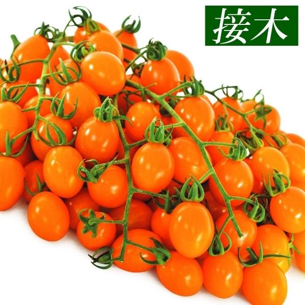 接木野菜苗 ミニトマト 接木f1ゴールデングレープ 2株 みにとまと 苗 ミニトマト苗 接木 P5 0021 花と緑 国華園 通販 Yahoo ショッピング