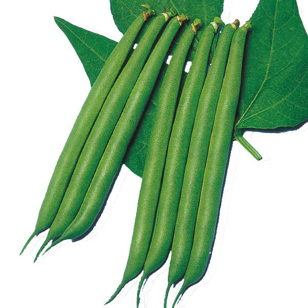 インゲン たね 種 つるなし良品菜豆 1袋 30ml 野菜たね 野菜のタネ 野菜 種子 いんげんまめ 豆 隠元豆 Ytc110 国華園 P6 0009 花と緑 国華園 通販 Yahoo ショッピング