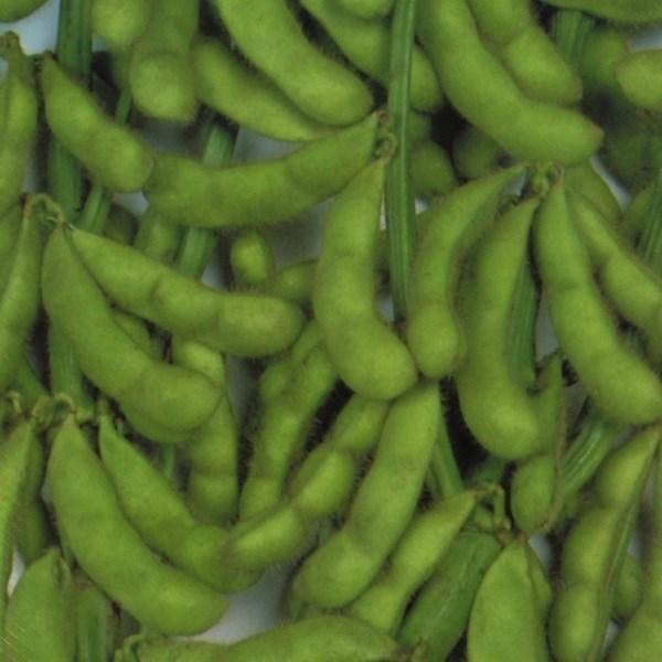 種 野菜たね 枝豆 三兄弟 1袋 30ml 野菜のタネ 野菜 種子 枝豆 えだまめ エダマメ Ytc102 国華園 P6 0015 花と緑 国華園 通販 Yahoo ショッピング