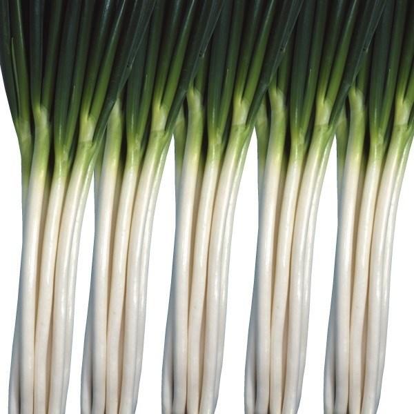 種 野菜たね ネギ 分げつ冬葱 1袋 8ml 野菜のタネ 野菜 種子 ねぎ 葱 Ytc41 国華園 P6 0023 花と緑 国華園 通販 Yahoo ショッピング