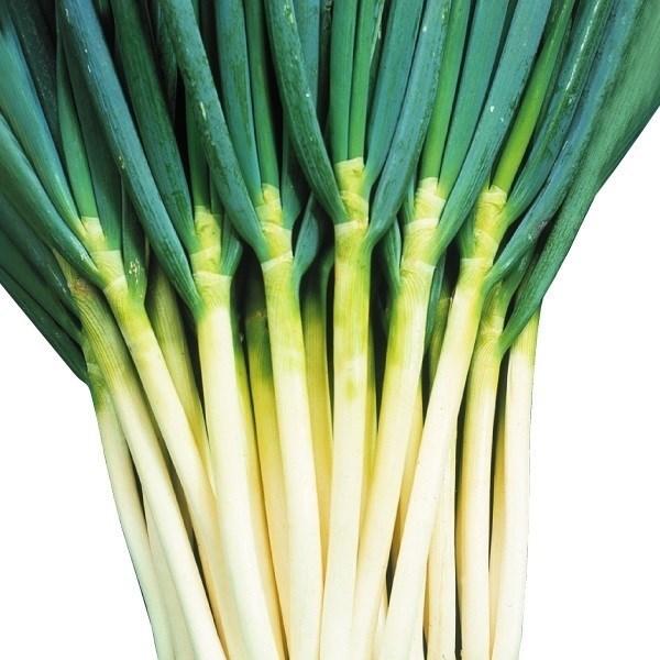 種 野菜たね ネギ 長どり一本太葱 1袋 10ml 野菜のタネ 野菜 種子 ねぎ 葱 Ytsc124 国華園 P6 0025 花と緑 国華園 通販 Yahoo ショッピング