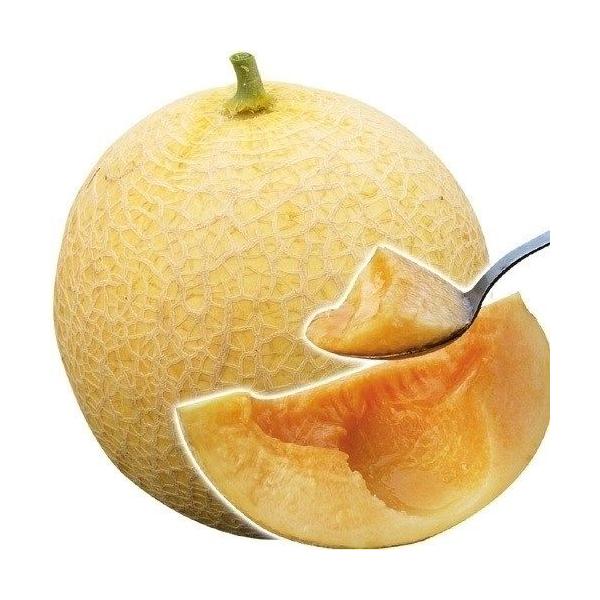 ●商品情報：うどんこ病・べと病に強く、露地でも栽培できるネットメロン！ さらに、素晴らしい香り、糖度約14度の甘さ、とろけるような食感と非の打ちどころのない逸材です。果皮が緑色から黄色に変われば収穫の合図！ 完熟が分かりやすいのも嬉しいポイ...