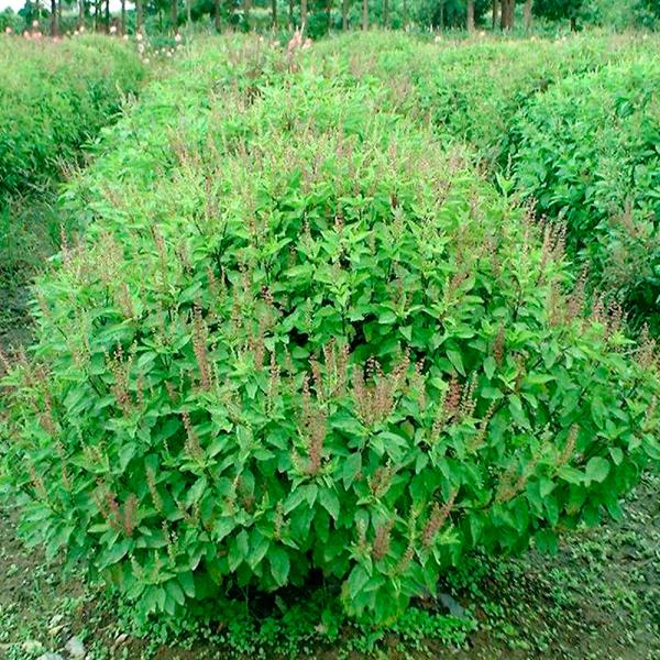 種 野菜たね ハーブ ホーリーバジル 1袋 0 5ml 野菜のタネ 野菜 種子 国華園 P6 0033 花と緑 国華園 通販 Yahoo ショッピング