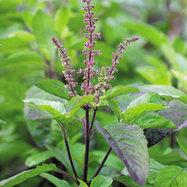 種 野菜たね ハーブ レッドホーリーバジル 1袋 0 5ml 野菜のタネ 野菜 種子 国華園 P6 0034 花と緑 国華園 通販 Yahoo ショッピング