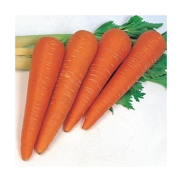 ●商品情報：生食用に大人気！ サラダの彩りやスティックに！●根長（約）：25cm●お届け状態：種子●入り数の目安：10mlあたり約2000〜3000粒入り※品種により差があります。●発芽適温：15〜25℃※発芽させるには播種床を上記の温度に...